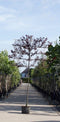Sierpruim als leiboom Prunus cerasifera Nigra h 270 cm st. omtrek 6...