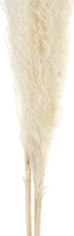 PTMD gedroogde bladeren wit natuurlijk pampas gras