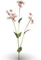Silene spray pink 80 cm Emerald