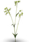 Silene spray white/green 80 cm Emerald