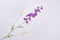 Silk-ka Kunstbloem-Zijden Bloem Delphinium Tak Lavendel 101 cm Voordeelaanbod Per 2 Stuks