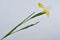 Silk-ka Kunstbloem-Zijden Bloem Iris Steel Zijde Geel 76 cm Voordeelaanbod per 2 stuks