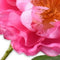 Silk-ka Kunstbloem-Zijden Bloem Pioen Tak Roze 79 cm