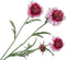 Silk-ka Kunstbloem-Zijden Bloem-Scabiosa Tak Zijde Rood-Roze 80 cm