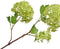 Silk-ka Kunstbloem-Zijden Bloem Sneeuwbal Tak Groen 107 cm