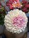 Silk-ka Silk-ka Kunstbloemen Dahlia Steel 146434