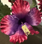 Silk-ka Silk-ka Kunstbloemen Hibiscus Beauty Roze Paars 140873