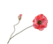 Silk-ka Silk-ka Kunstbloemen Klaproos Papaver Rood Roze Beauty 143044