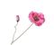 Silk-ka Silk-ka Kunstbloemen Klaproos Papaver Steel Roze 143022