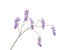 Silk-ka Silk-ka Zijden Kunstbloemen Wisteria Tak Paars 146350