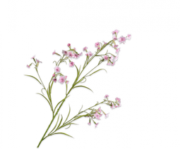 Silk-ka Silk-ka Zijden Kunstbloemen Datura Trompetbloem Roze 149326