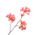 Silk-ka Zijden Bloem-Kunstbloem Mandevilla Tak Roze 86 cm
