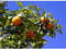 Sinaasappelboom Citrus sinensis h 130 cm st. omtrek 10 cm
