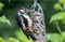Singing Friend - 100% gerecyclede Mezenbolhouder