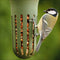 SingingFriend - Max groen
