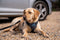 Clix Anti Blafband - kleine hond