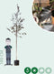 Roodbladige berk | Betula Pendula 'Royal Frost' 6-10 cm | Bomenbezorgd.nl