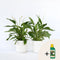 Plant in a Box - Spathiphyllum - set van 2 - Pokon - enkelbladige kamerplant - pot 17cm - hoogte 60-70cm - luchtzuiverende kamerplant