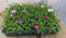 Ijsbloempjes plantenbak met vrolijke kleuren 24 stuks