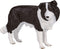 Mojo Farmland Border Collie - 387203