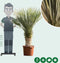 Gewone palmlelie Yucca rostrata h 145 cm st. h 65 cm