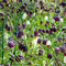 Plant in a Box - Fritillaria Meleagris - x60 - Kievitsbloem - Bloembollen voor Tuin, Terras of Balkon