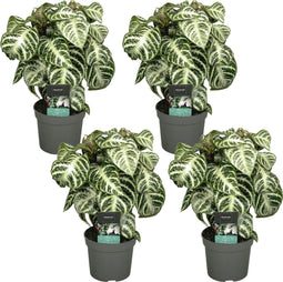 Plant in a Box - Aphelandra Curly White - Zebra plant - set van 4 - Pot 13cm - Hoogte 25-35cm