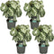Plant in a Box - Aphelandra Curly White - Zebra plant - set van 4 - Pot 13cm - Hoogte 25-35cm