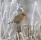 Customize it - Tuinschilderij roodb winter 70x50