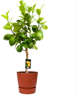 Goed & Groen - Citrus Bergamot in ELHO outdoor sierpot Greenville Rond (brique) - ↨ 85cm - Potmaat 22 - Kwaliteit Planten - Kamer Plant - Kamerplanten - Sfeer