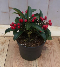 Skimmia met rode bessen