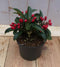 Skimmia met rode bessen