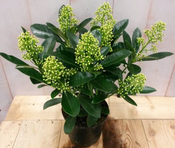 Skimmia wit 20 cm
