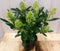 Skimmia wit 20 cm