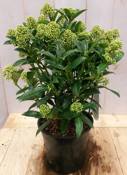 Skimmia wit 40 cm