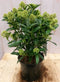 Skimmia wit 40 cm
