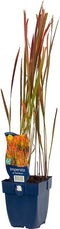 Japans Bloedgras (Imperata cylindrica) 'Red Baron' | 1 stuk | Bloeiende vaste plant | bloemenpracht in de zomer | groenblijvende vaste plant | wintergroen | 11x11 cm Kwekerspot