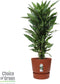 Dracaena Janet Lind in Elho® Greenville pot