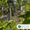 Grote appelboom Elstar Malus domestica Elstar 350 cm