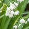Plant in a Box - Leucojum Aestivum - x20 - Zomerklokje - Bloembollen voor Tuin, Terras of Balkon