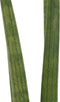 Goed & Groen - Decorum Duo Sansevieria Cylindrica met sierpot Anna taupe - ↨ 35cm - Potmaat 12 - Kwaliteit Planten - Kamer Plant - Kamerplanten - Sfeer