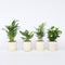 Plant in a Box - Trendy Indoor - Mix van kamerplanten - Pot 12cm - Hoogte 25-40cm