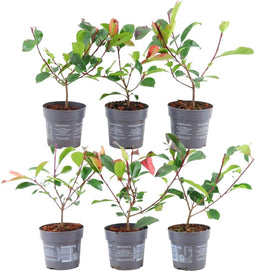 Plants by Frank - 1 lopende meter haag van rode mispel - Photinia fraseri 'Red Robin' | Plantenset met 6 winterharde haagplanten - groenblijvende haag - rechtstreeks van de kwekerij
