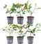 Plants by Frank - 1 lopende meter haag van rode mispel - Photinia fraseri 'Red Robin' | Plantenset met 6 winterharde haagplanten - groenblijvende haag - rechtstreeks van de kwekerij
