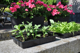 SLIMKWEKEN Seed tray 37,5 x 23 x 6 cm - set a 12