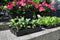 SLIMKWEKEN Seed tray 37,5 x 23 x 6 cm - set a 12