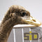 Wanddecoratie Struisvogel - Goud - Realistisch - Trend