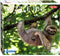 Sloth Hanging on Tree puzzel 100 stukjes
