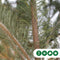 Grove Den | Pinus sylvestris | Bomenbezorgd.nl