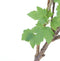Plant in a Box - Ribes Nigrum 'Titania' - Set van 2 - Zwarte aalbes - Fruitboom - ⌀21cm - Hoogte 90-100cm